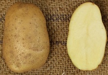 картофель сорт