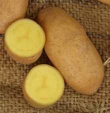 картофель сорт